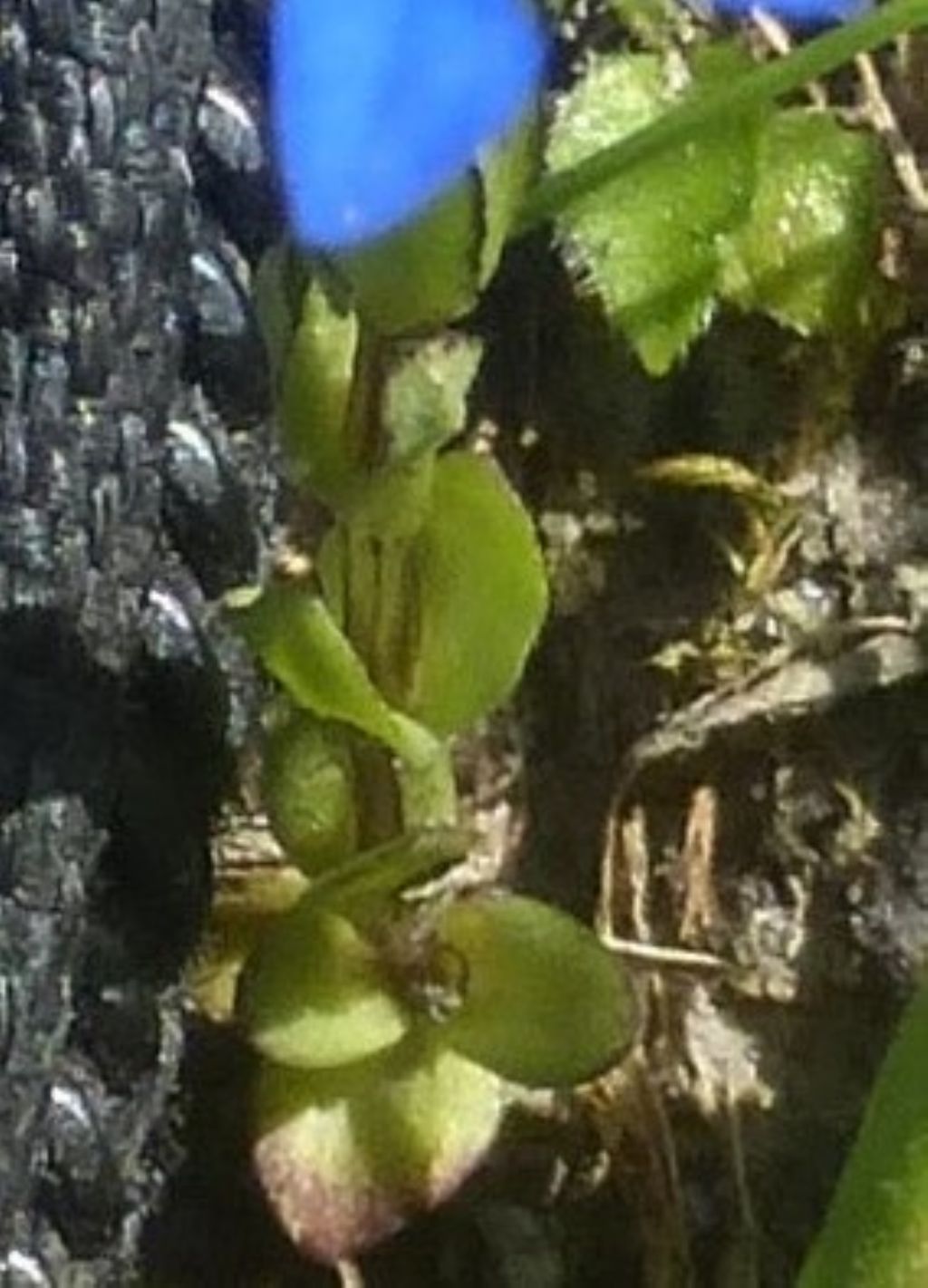 genziana piccolissima:  Gentiana cfr. nivalis